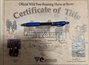 Mustang (amerikaans), Ruin, 10 Jaar, 152 cm, Buckskin