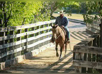 Mustang (amerikaans), Ruin, 10 Jaar, 152 cm, Buckskin