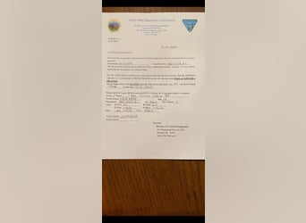 Mustang (amerikaans), Ruin, 12 Jaar, 147 cm, Zwart