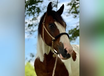 Mustang (amerikaans), Ruin, 12 Jaar, 152 cm, Tobiano-alle-kleuren