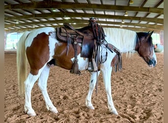 Mustang (amerikaans), Ruin, 12 Jaar, 152 cm, Tobiano-alle-kleuren