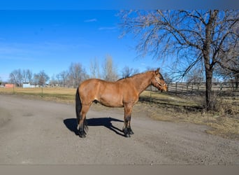 Mustang (amerikaans), Ruin, 14 Jaar, 157 cm, Falbe