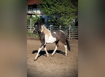 Mustang (amerikaans), Ruin, 2 Jaar, 135 cm, Gevlekt-paard