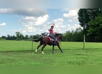 Mustang (amerikaans), Ruin, 2 Jaar, 142 cm