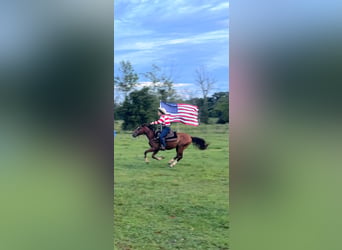 Mustang (amerikaans), Ruin, 2 Jaar, 142 cm