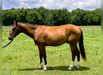 Mustang (amerikaans), Ruin, 2 Jaar, 142 cm