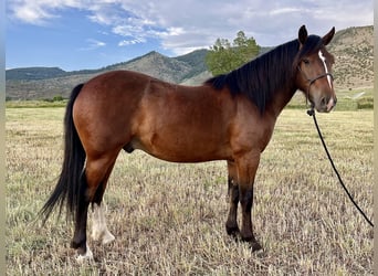 Mustang (amerikaans), Ruin, 3 Jaar, 147 cm, Roodbruin