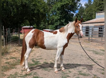 Mustang (amerikaans), Ruin, 3 Jaar, Gevlekt-paard