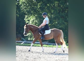 Mustang (amerikaans), Ruin, 4 Jaar, 140 cm, Roodvos