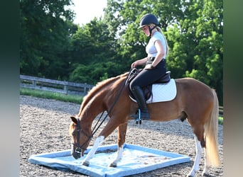 Mustang (amerikaans), Ruin, 4 Jaar, 140 cm, Roodvos
