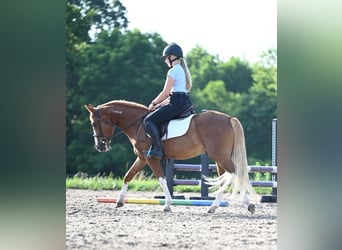 Mustang (amerikaans), Ruin, 4 Jaar, 140 cm, Roodvos