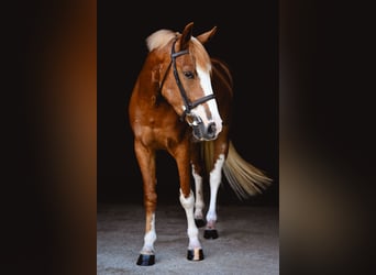 Mustang (amerikaans), Ruin, 4 Jaar, 140 cm, Roodvos