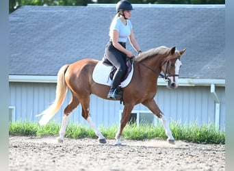 Mustang (amerikaans), Ruin, 4 Jaar, 140 cm, Roodvos