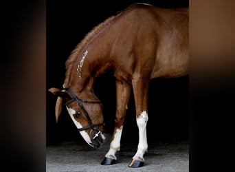 Mustang (amerikaans), Ruin, 4 Jaar, 140 cm, Roodvos