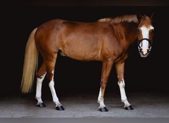 Mustang (amerikaans), Ruin, 4 Jaar, 140 cm, Roodvos