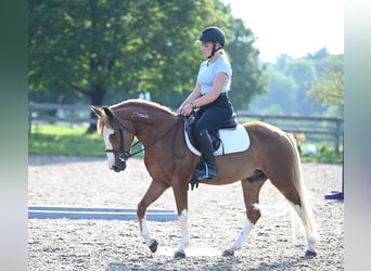 Mustang (amerikaans), Ruin, 4 Jaar, 140 cm, Roodvos