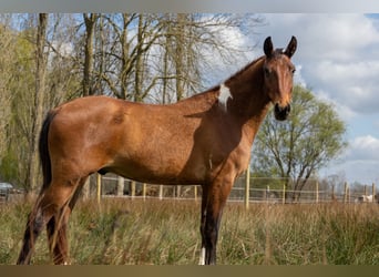 Mustang (amerikaans), Ruin, 4 Jaar, 154 cm, Gevlekt-paard
