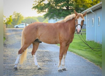 Mustang (amerikaans), Ruin, 4 Jaar, Roodvos