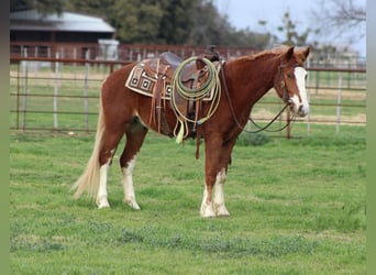 Mustang (amerikaans), Ruin, 5 Jaar, 142 cm, Donkere-vos