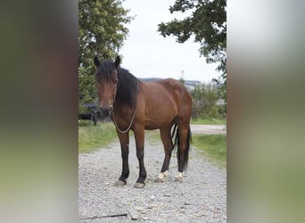 Mustang (amerikaans), Ruin, 5 Jaar, 147 cm, Bruin