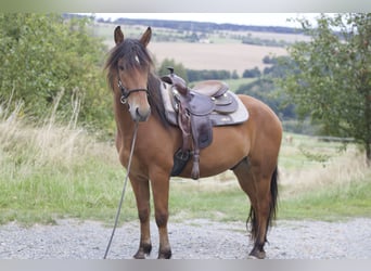 Mustang (amerikaans), Ruin, 5 Jaar, 151 cm, Bruin