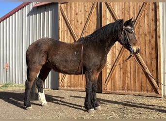 Mustang (amerikaans), Ruin, 6 Jaar, 145 cm, Roodbruin