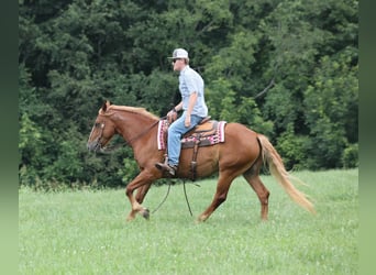 Mustang (amerikaans), Ruin, 6 Jaar, 152 cm, Donkere-vos