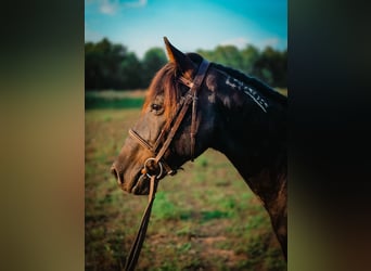 Mustang (amerikaans), Ruin, 7 Jaar, 132 cm, Zwart