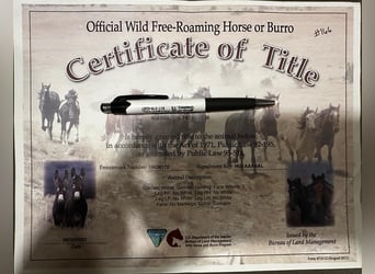 Mustang (amerikaans), Ruin, 7 Jaar, 142 cm, Falbe