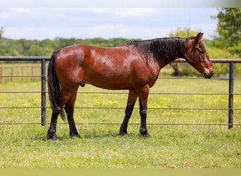Mustang (amerikaans), Ruin, 7 Jaar, 147 cm, Roodbruin