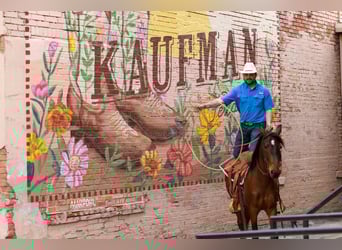 Mustang (amerikaans), Ruin, 7 Jaar, 147 cm, Roodbruin