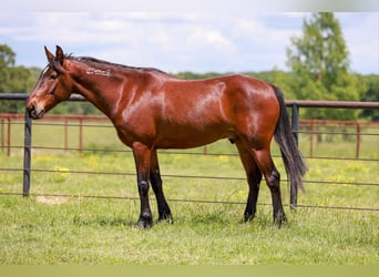 Mustang (amerikaans), Ruin, 7 Jaar, 147 cm, Roodbruin