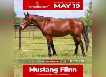 Mustang (amerikaans), Ruin, 7 Jaar, 147 cm, Roodbruin