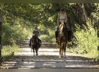 Mustang (amerikaans), Ruin, 7 Jaar, 150 cm, Donkere-vos