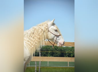 Mustang (amerikaans), Ruin, 8 Jaar, 140 cm, Cremello