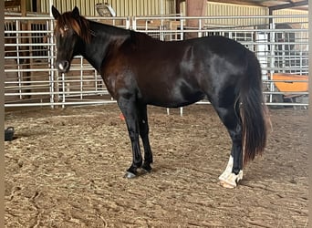 Mustang (amerikaans), Ruin, 8 Jaar, 144 cm, Zwart
