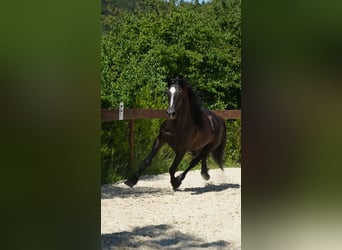 Mustang (amerikaans), Ruin, 8 Jaar, 148 cm, Zwart