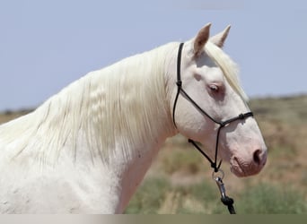 Mustang (amerikaans), Ruin, 8 Jaar, 150 cm, Cremello