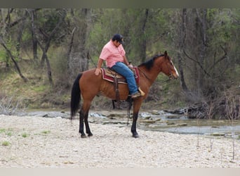 Mustang (amerikaans), Ruin, 8 Jaar, 152 cm, Roodbruin