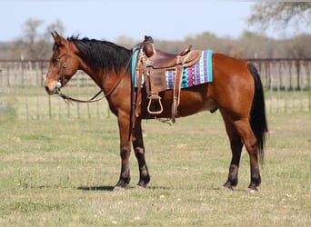 Mustang (amerikaans), Ruin, 8 Jaar, 152 cm, Roodbruin