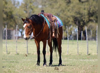 Mustang (amerikaans), Ruin, 8 Jaar, 152 cm, Roodbruin