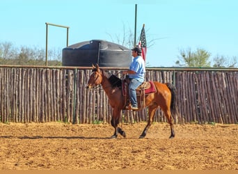 Mustang (amerikaans), Ruin, 8 Jaar, 152 cm, Roodbruin