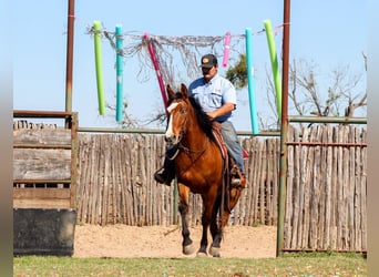 Mustang (amerikaans), Ruin, 8 Jaar, 152 cm, Roodbruin