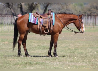 Mustang (amerikaans), Ruin, 8 Jaar, 152 cm, Roodbruin