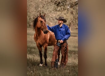 Mustang (amerikaans), Ruin, 8 Jaar, 158 cm, Falbe