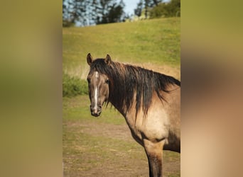 Mustang (amerikaans), Ruin, 8 Jaar, 160 cm, Grullo