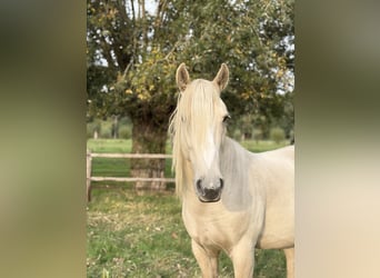 Mustang (amerikaans), Ruin, 9 Jaar, 150 cm, Palomino