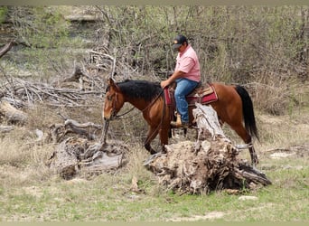 Mustang (amerikaans), Ruin, 9 Jaar, 152 cm, Roodbruin