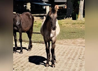 Mustang (amerikanisch), Hengst, 1 Jahr, 155 cm, Grullo
