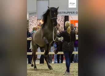 Mustang (amerikanisch), Hengst, 1 Jahr, 155 cm, Grullo